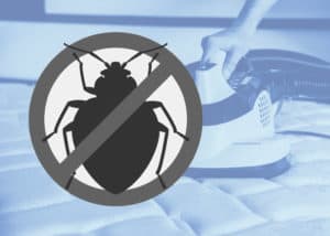 remove bed bugs from mattress